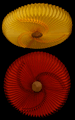 LUPAPF02